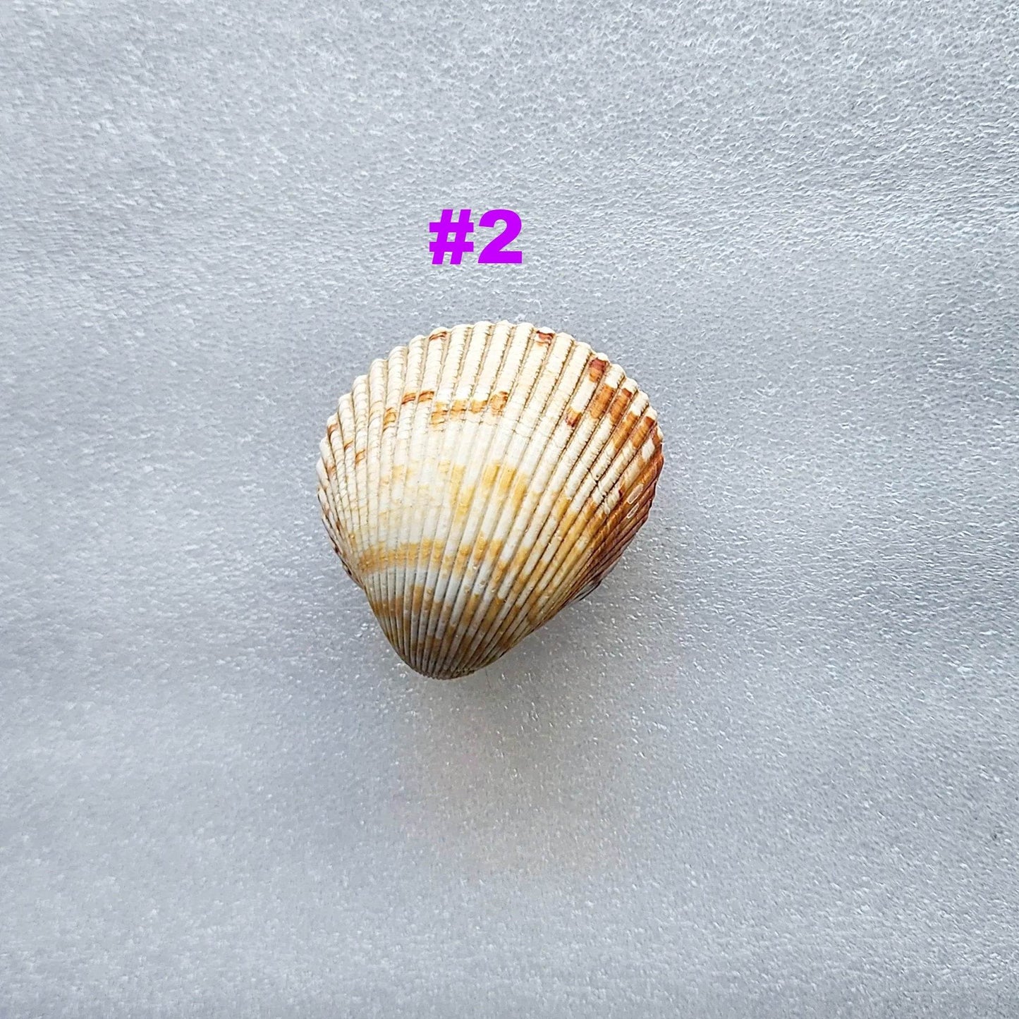 Coastal Cockle Seashell Cabinet Knobs - Beach House Drawer Pulls Hardware Set