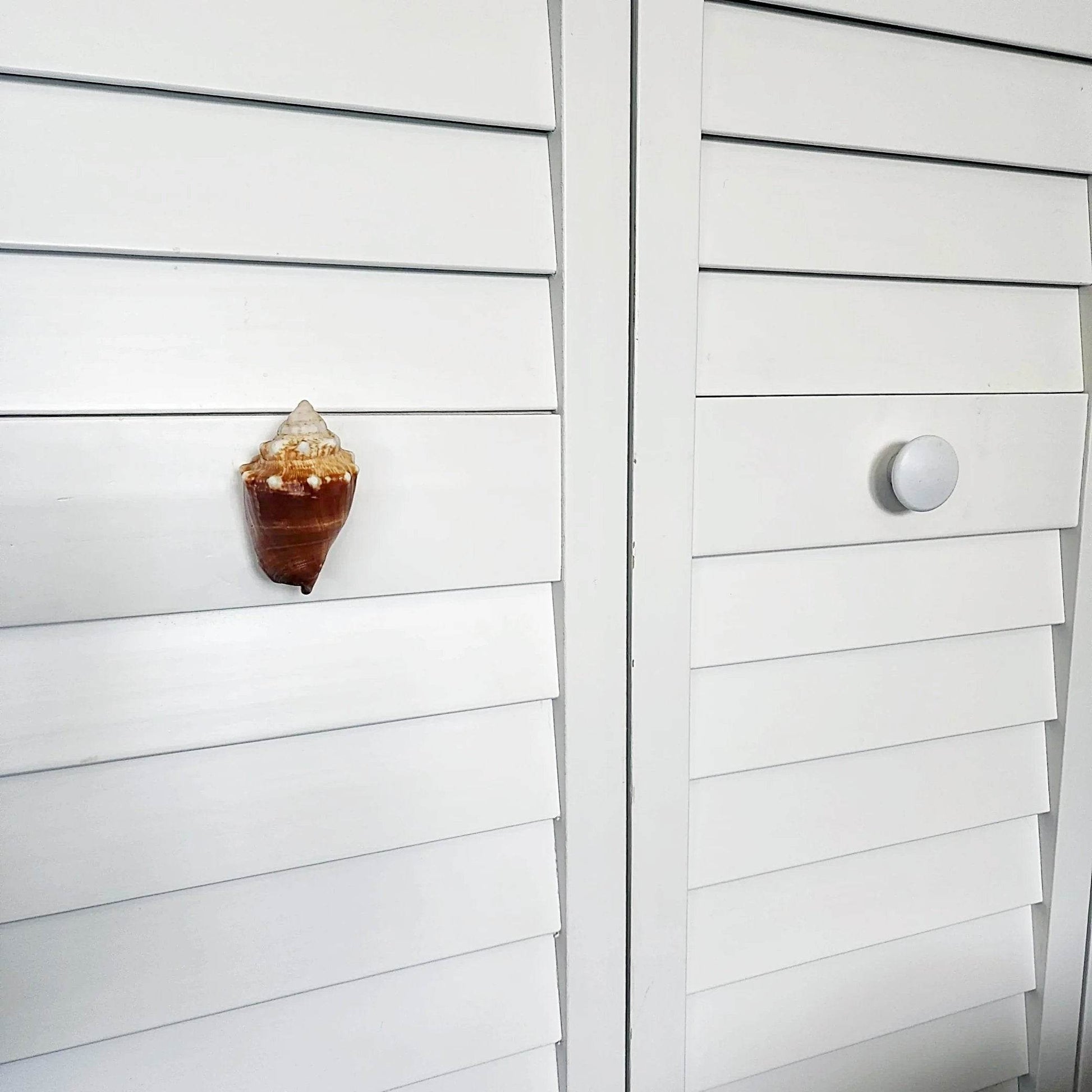 Florida Fighting Conch shell drawer pull 3 inches long natural coastal cabinet hardware