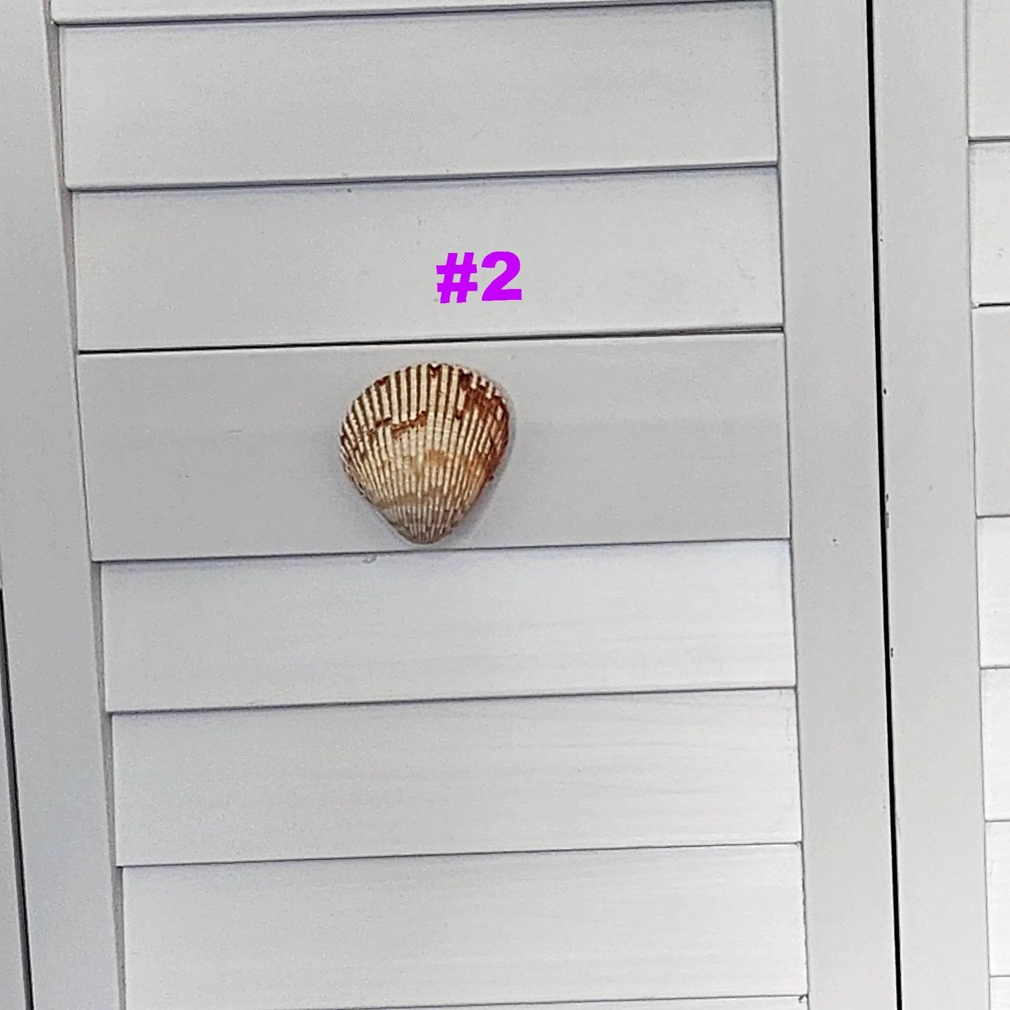 Coastal Cockle Seashell Cabinet Knobs - Beach House Drawer Pulls Hardware Set