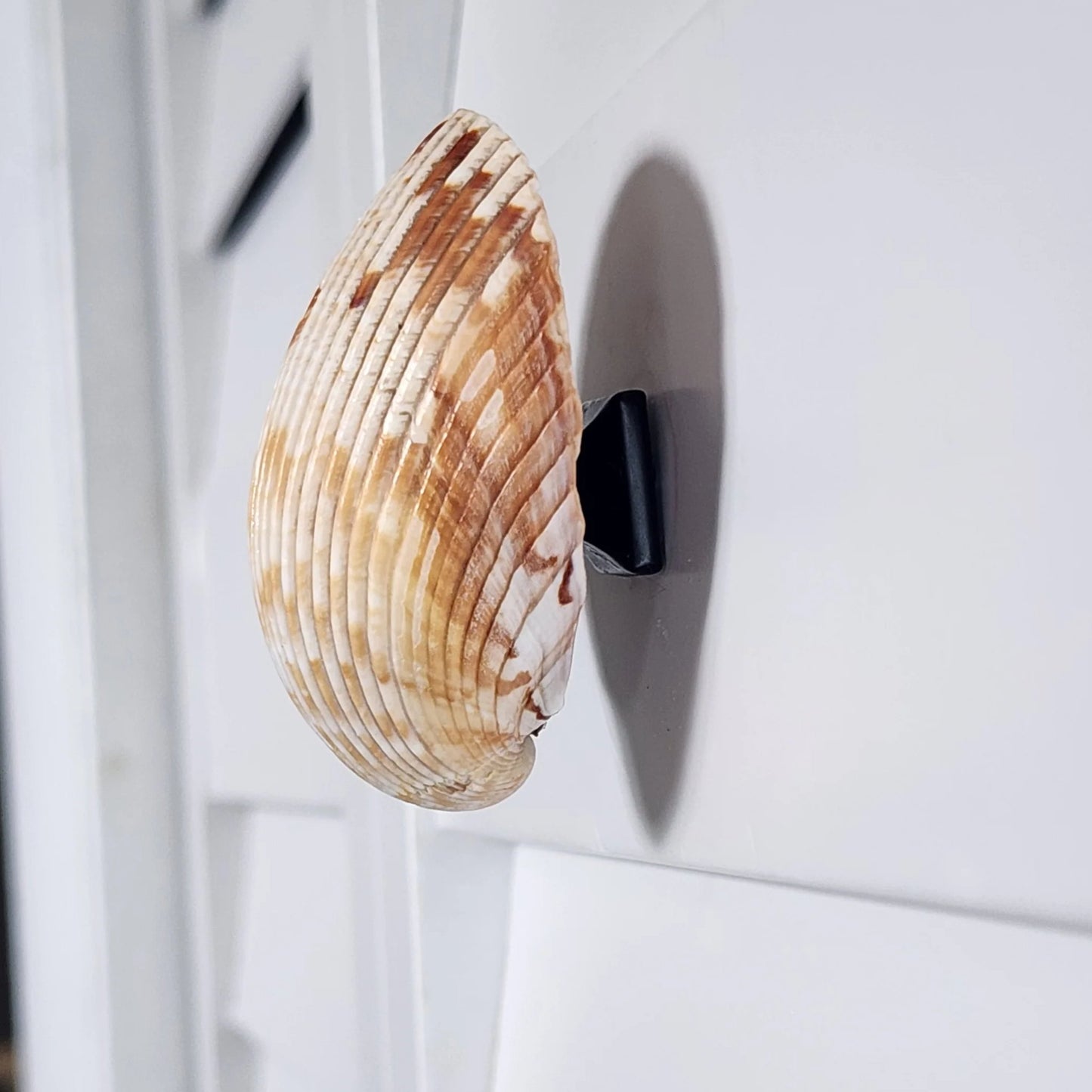 Coastal Cockle Seashell Cabinet Knobs - Beach House Drawer Pulls Hardware Set