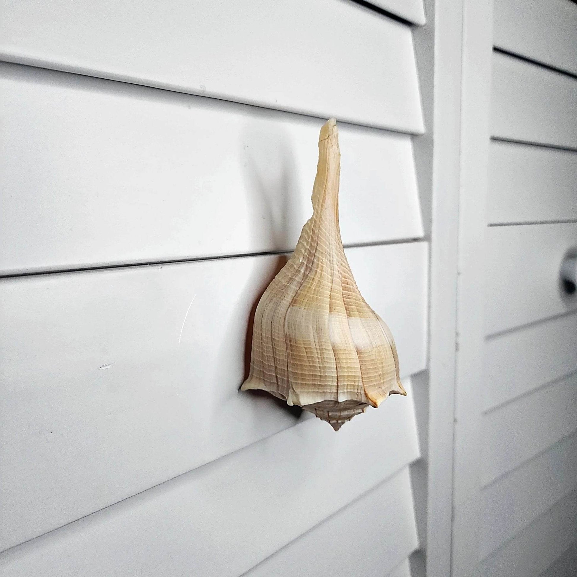 Authentic seashell drawer handle – coastal hardware for kitchen, bathroom, or lake house furniture