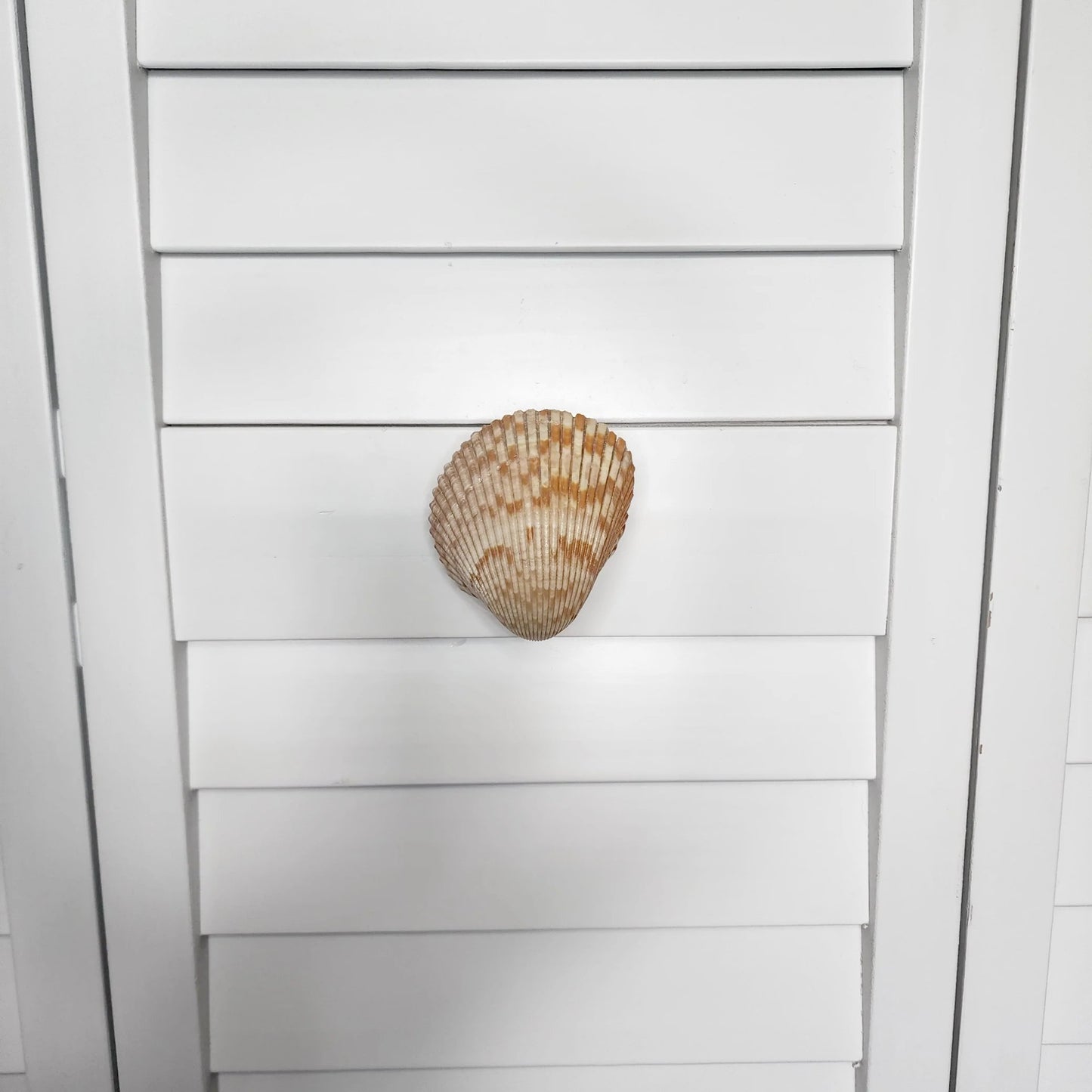 Cockle Shell Drawer Pulls Set of 2 - Beach House Cabinet Knobs with Black Metal - Coastal Hardware Pair