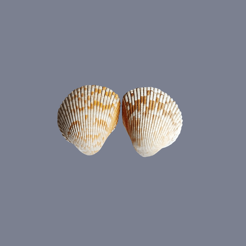 Cockle Shell Drawer Pulls Set of 2 - Beach House Cabinet Knobs with Black Metal - Coastal Hardware Pair