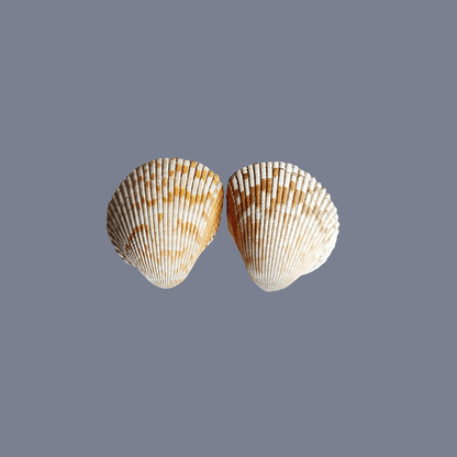 Cockle Shell Drawer Pulls Set of 2 - Beach House Cabinet Knobs with Black Metal - Coastal Hardware Pair