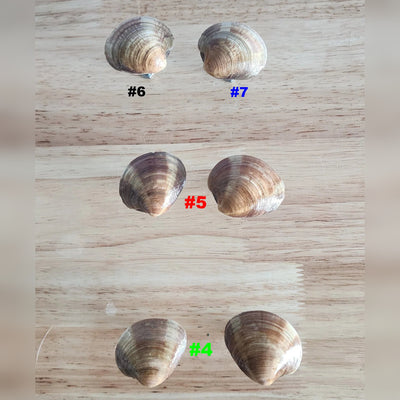 Seashell Drawer Pulls & Cabinet Knobs - Handmade Coastal Hardware