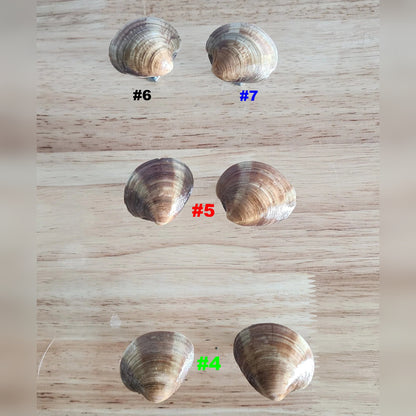 Six small glossy clam shell drawer pulls labeled #4 to #7, handmade coastal cabinet knobs, South Florida
