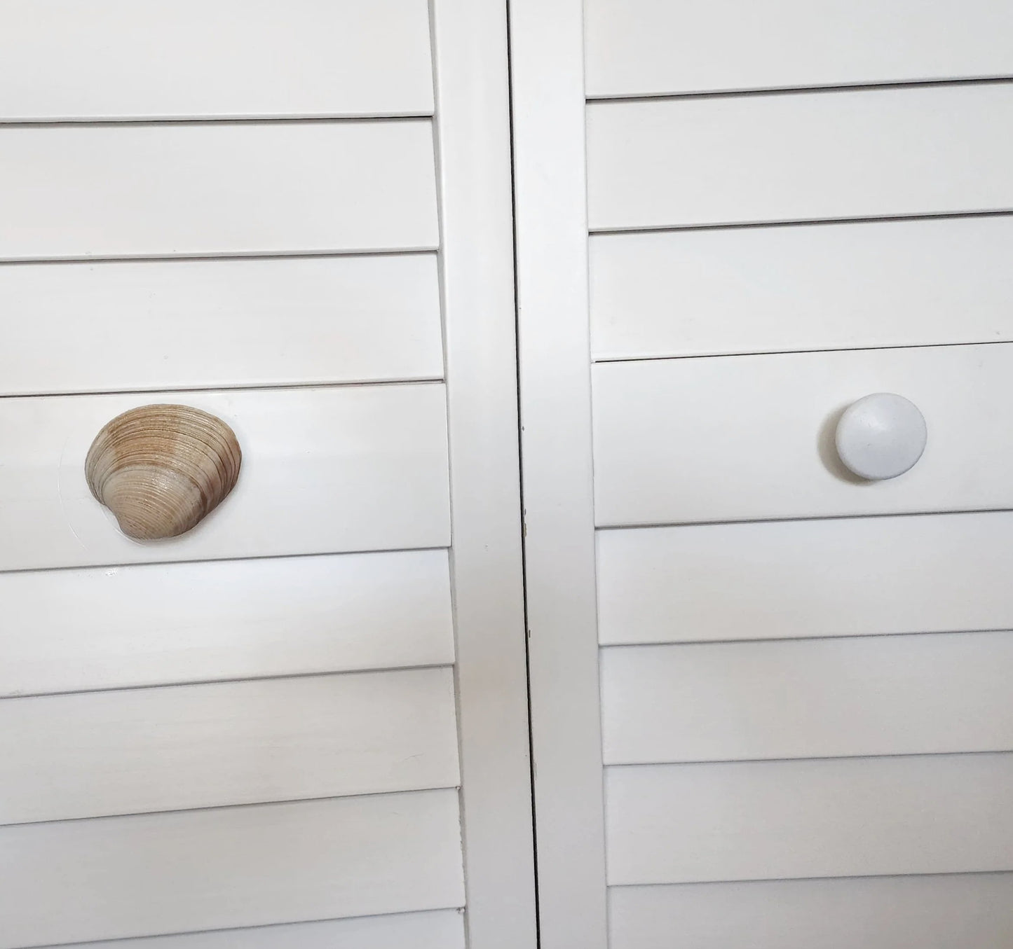 Clam Shell Cabinet Knobs & Drawer Pulls – Authentic Seashell Hardware for Beach, Coastal & Nautical Kitchens & Bathrooms