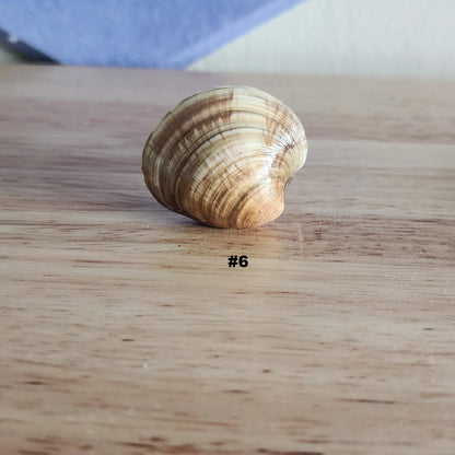 Single small glossy clam shell drawer pull labeled #6, handmade coastal cabinet knob