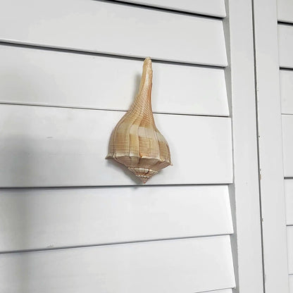 Natural Seashell Drawer Pull – Florida Lightning Whelk