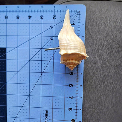 Natural Seashell Drawer Pull – Florida Lightning Whelk