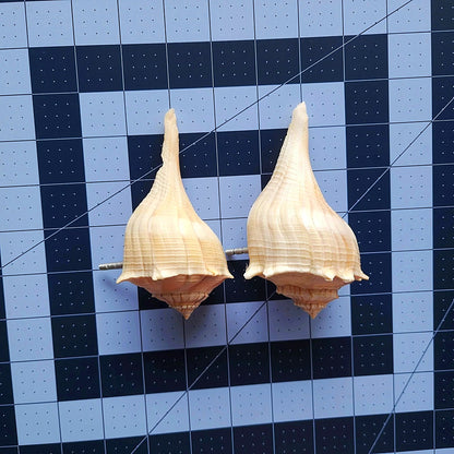 Natural Seashell Drawer Pull – Florida Lightning Whelk