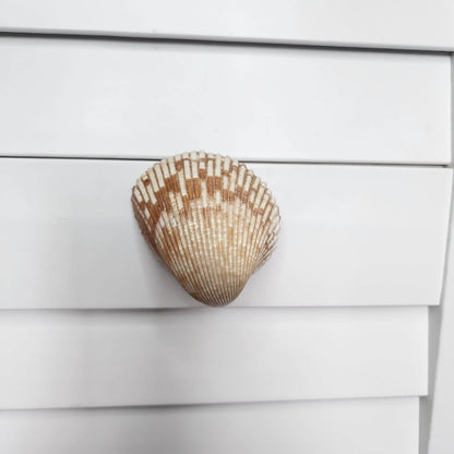 Cockle Shell Drawer Pulls Set of 2 - Beach House Cabinet Knobs with Black Metal - Coastal Hardware Pair