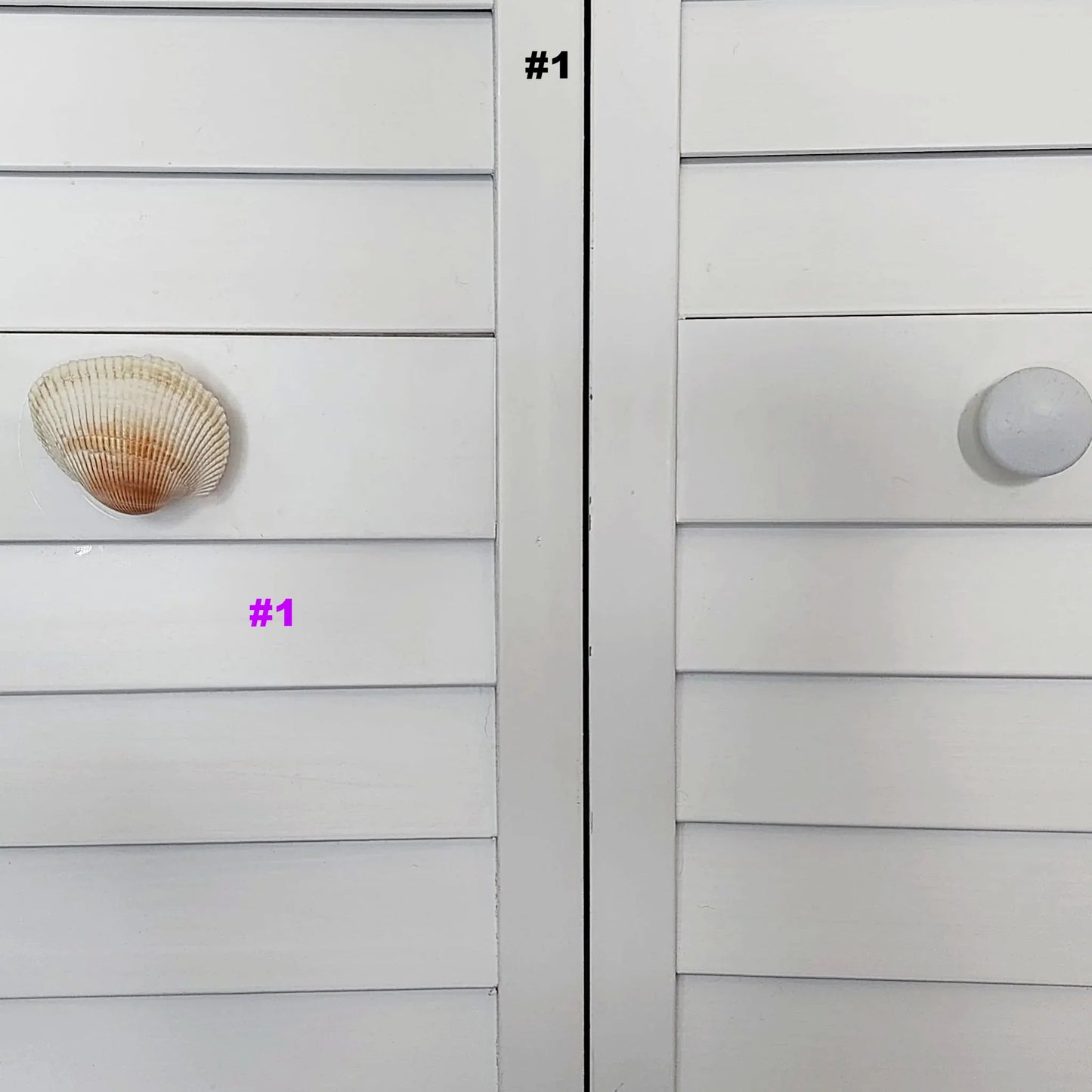 Coastal Cockle Seashell Cabinet Knobs - Beach House Drawer Pulls Hardware Set