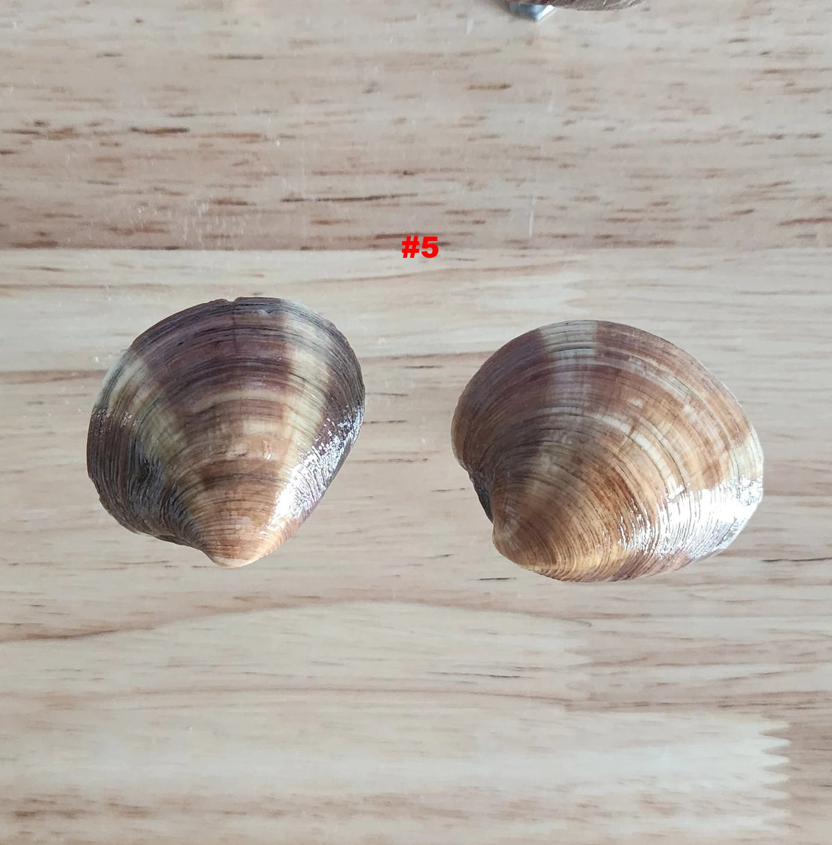 Pair of small glossy clam shell drawer pulls labeled #5, handmade coastal cabinet knobs