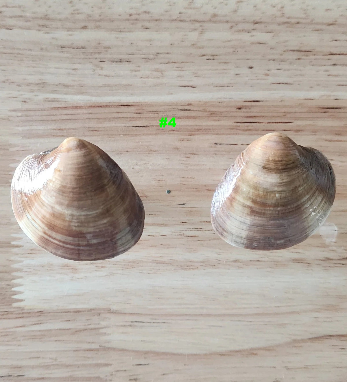 Pair of small glossy clam shell drawer pulls labeled #4, handmade coastal cabinet knobs