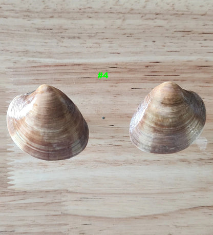 Pair of small glossy clam shell drawer pulls labeled #4, handmade coastal cabinet knobs
