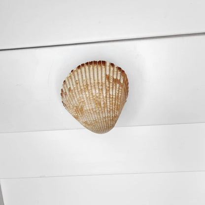 Coastal Cockle Seashell Cabinet Knobs - Beach House Drawer Pulls Hardware Set