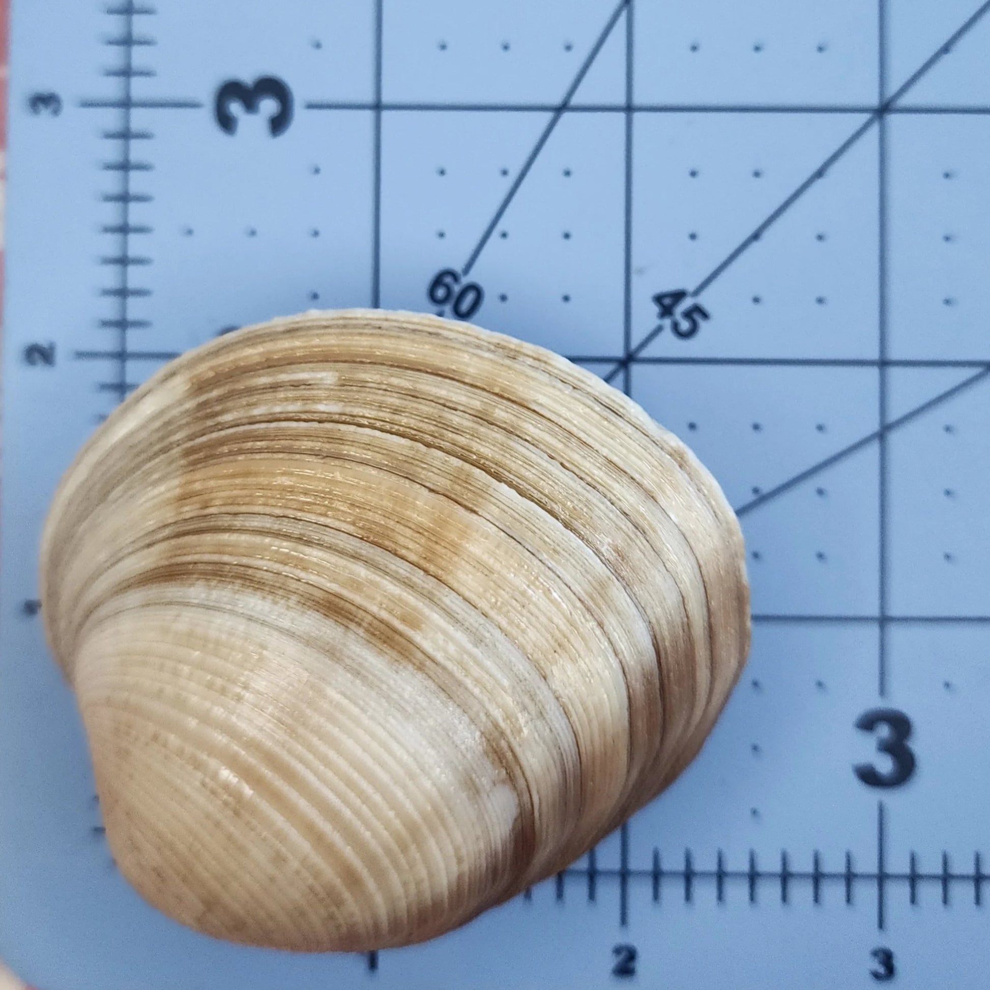 Clam Shell Cabinet Knobs & Drawer Pulls – Authentic Seashell Hardware for Beach, Coastal & Nautical Kitchens & Bathrooms