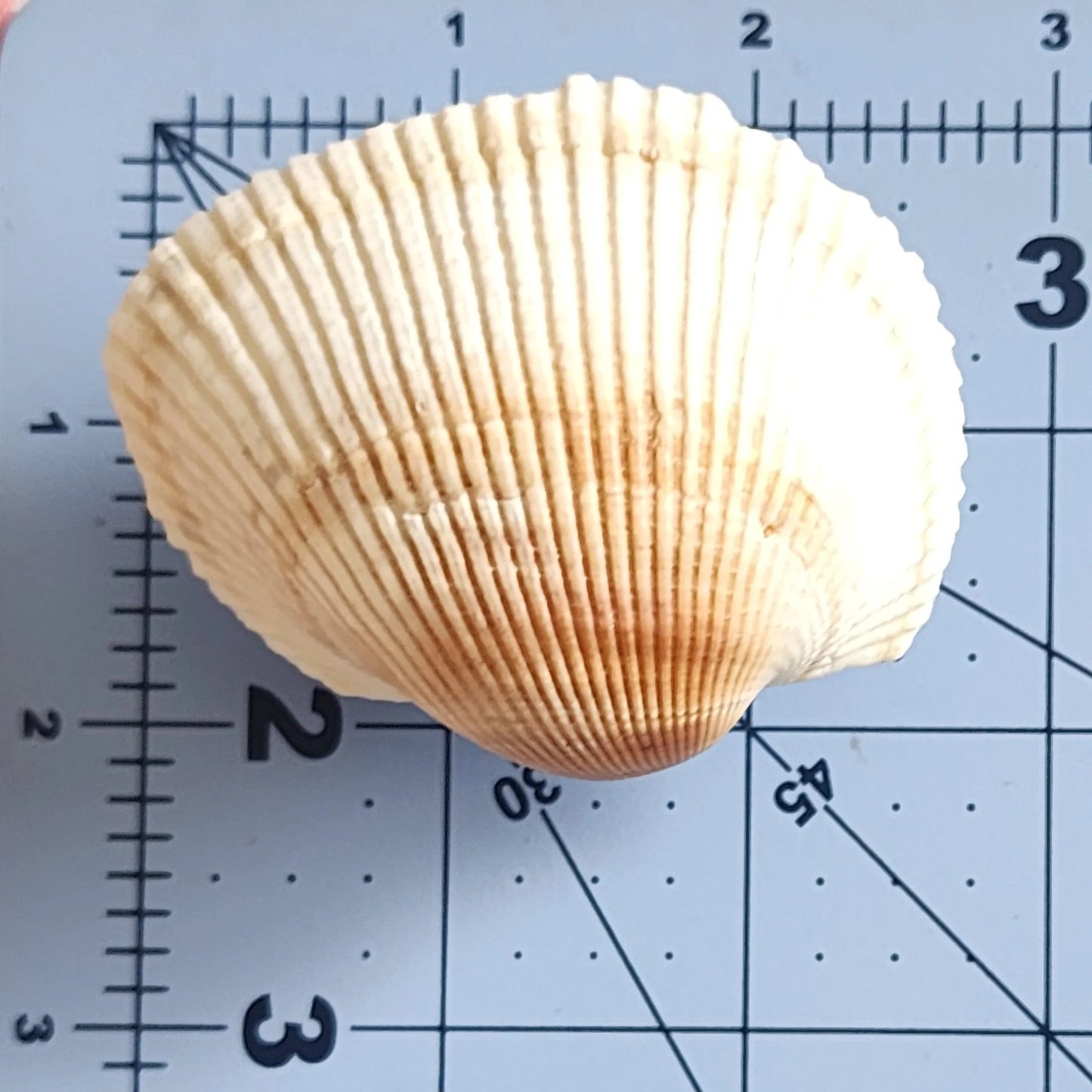 Coastal Cockle Seashell Cabinet Knobs - Beach House Drawer Pulls Hardware Set