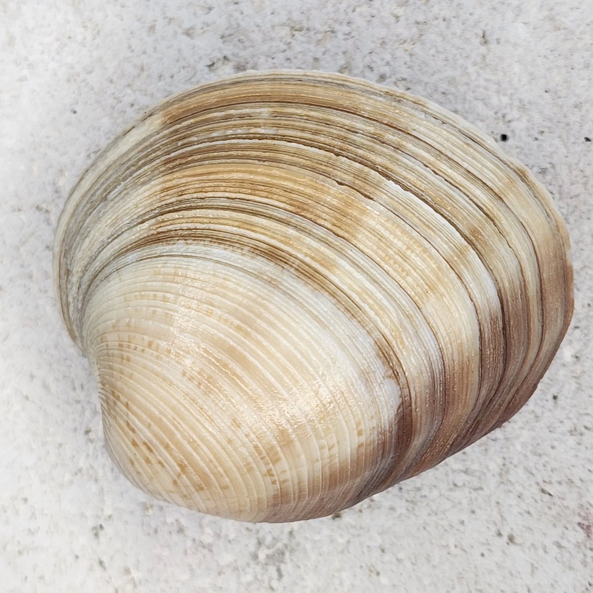 Clam Shell Cabinet Knobs & Drawer Pulls – Authentic Seashell Hardware for Beach, Coastal & Nautical Kitchens & Bathrooms