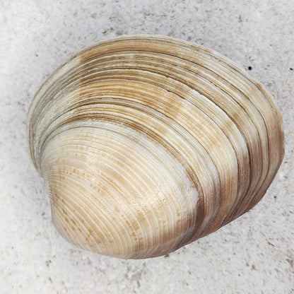 Clam Shell Cabinet Knobs & Drawer Pulls – Authentic Seashell Hardware for Beach, Coastal & Nautical Kitchens & Bathrooms