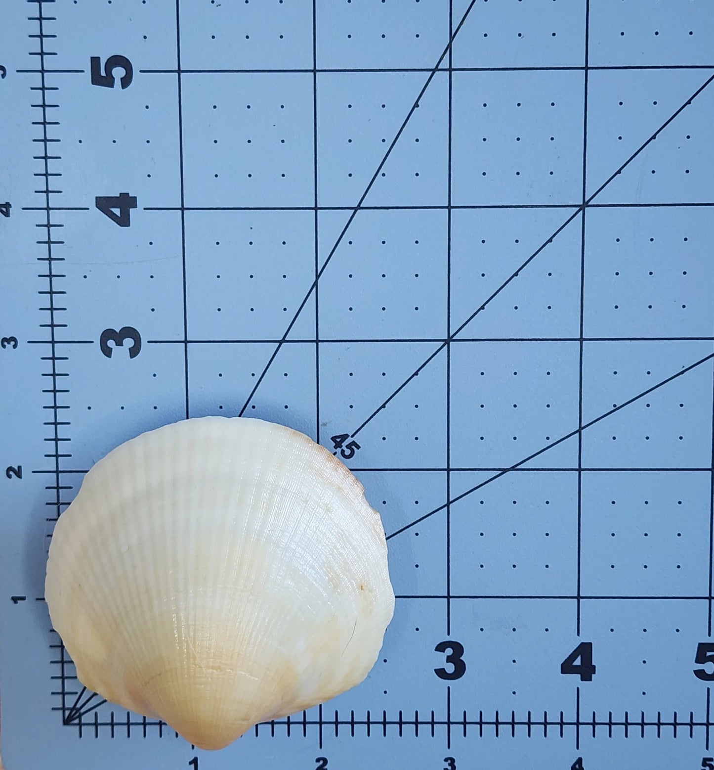 Clam Shell Cabinet Knobs & Drawer Pulls – Authentic Seashell Hardware for Beach, Coastal & Nautical Kitchens & Bathrooms