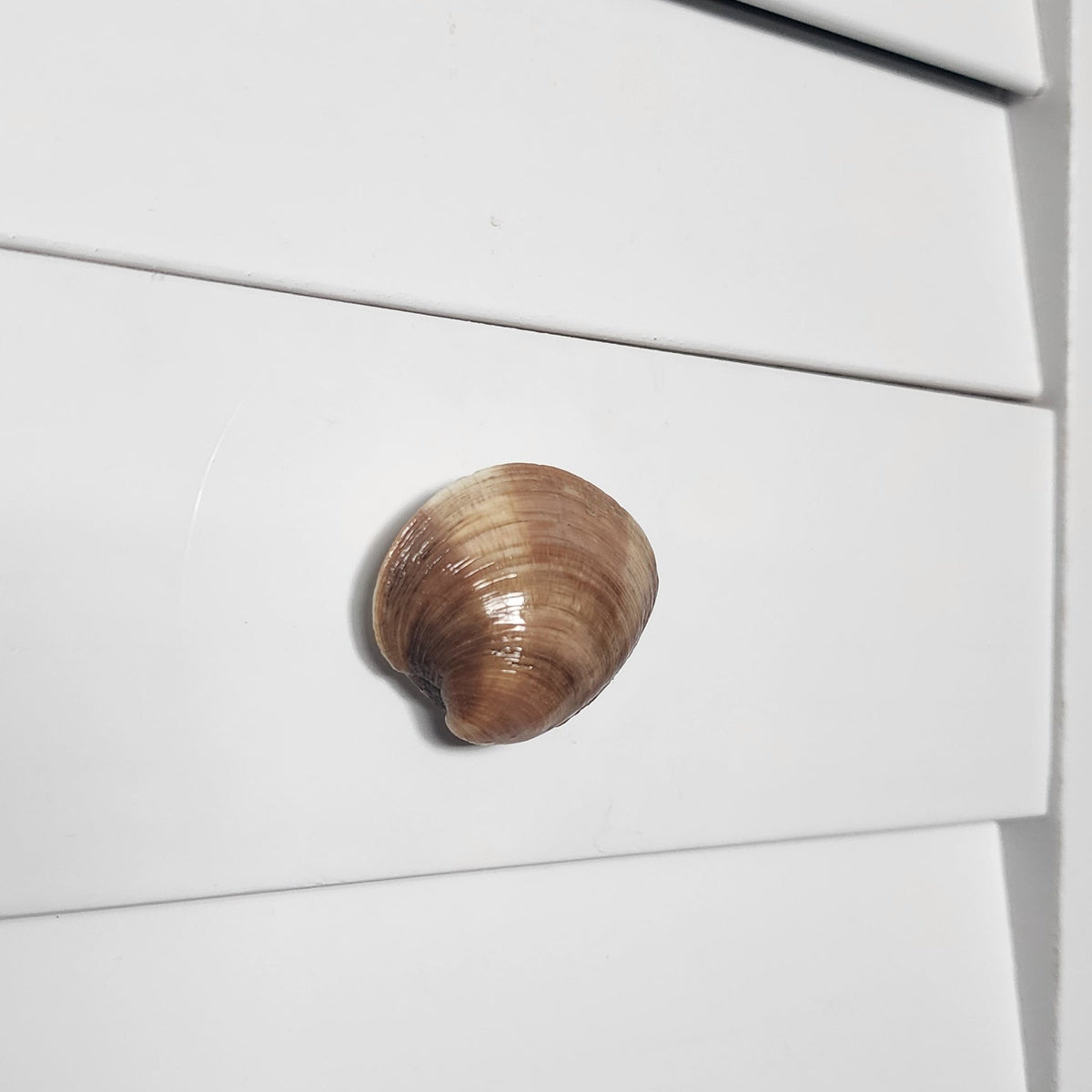 Small glossy clam shell knob mounted on white bifold door, front view, handmade coastal cabinet hardware