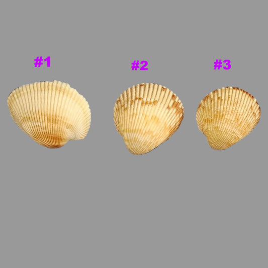 Coastal Cockle Seashell Cabinet Knobs - Beach House Drawer Pulls Hardware Set