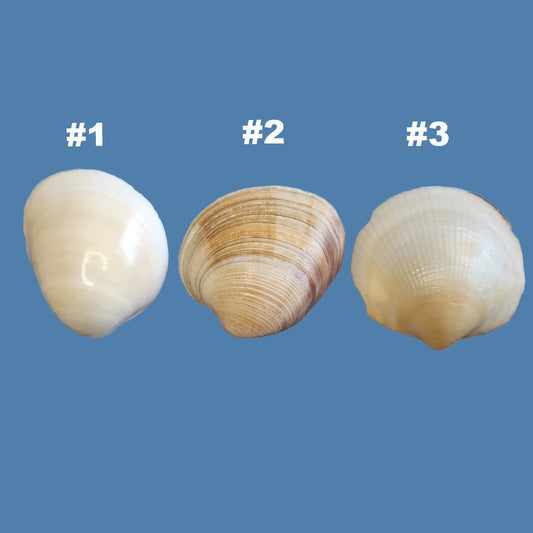 Clam Shell Cabinet Knobs & Drawer Pulls – Authentic Seashell Hardware for Beach, Coastal & Nautical Kitchens & Bathrooms