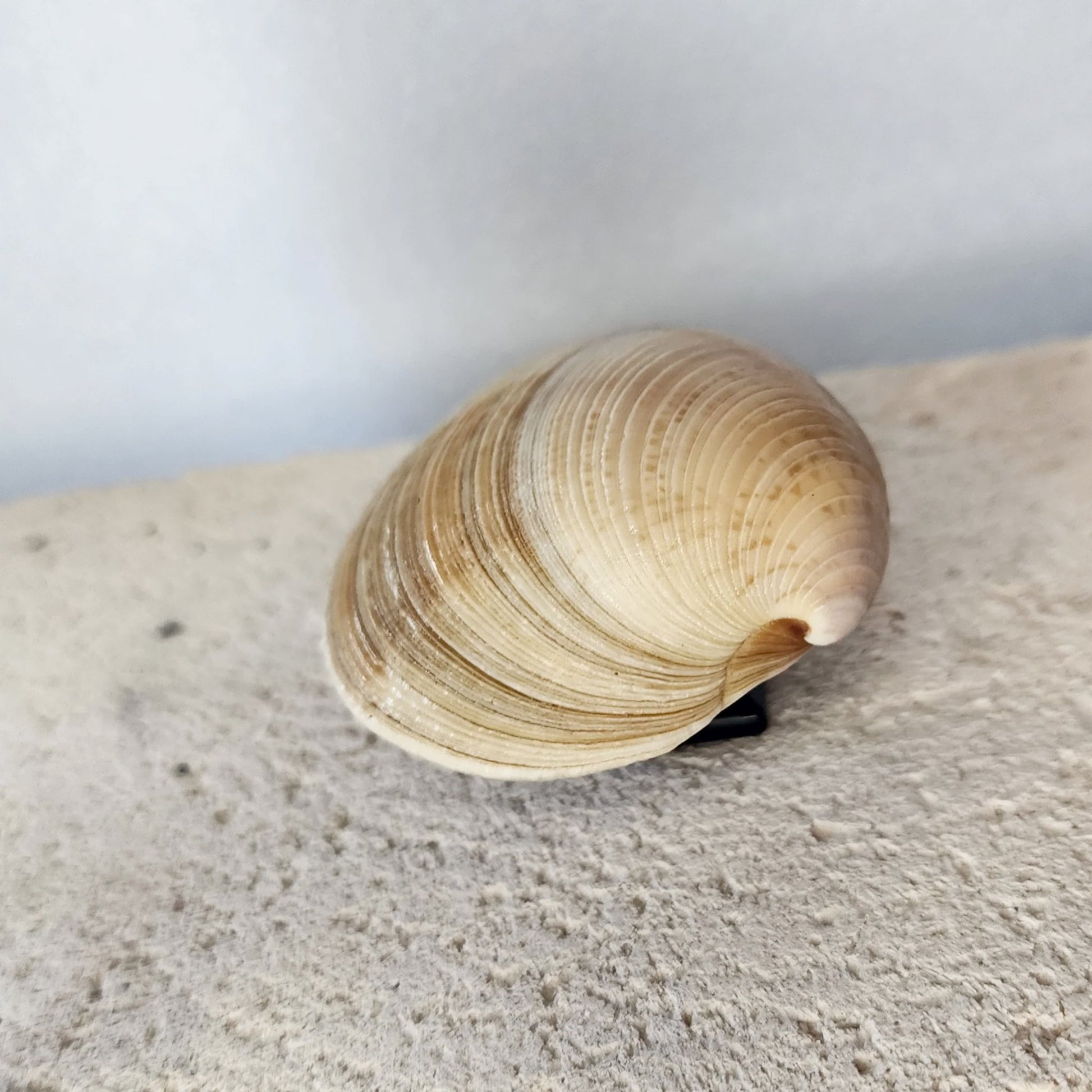 Clam Shell Cabinet Knobs & Drawer Pulls – Authentic Seashell Hardware for Beach, Coastal & Nautical Kitchens & Bathrooms