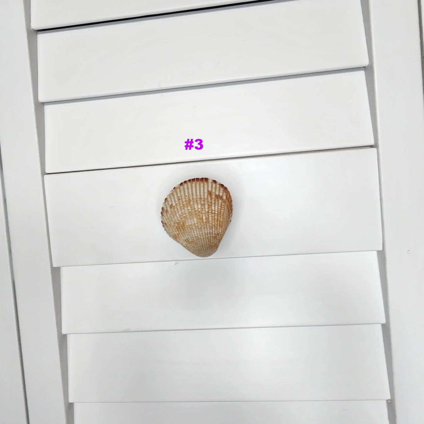 Coastal Cockle Seashell Cabinet Knobs - Beach House Drawer Pulls Hardware Set