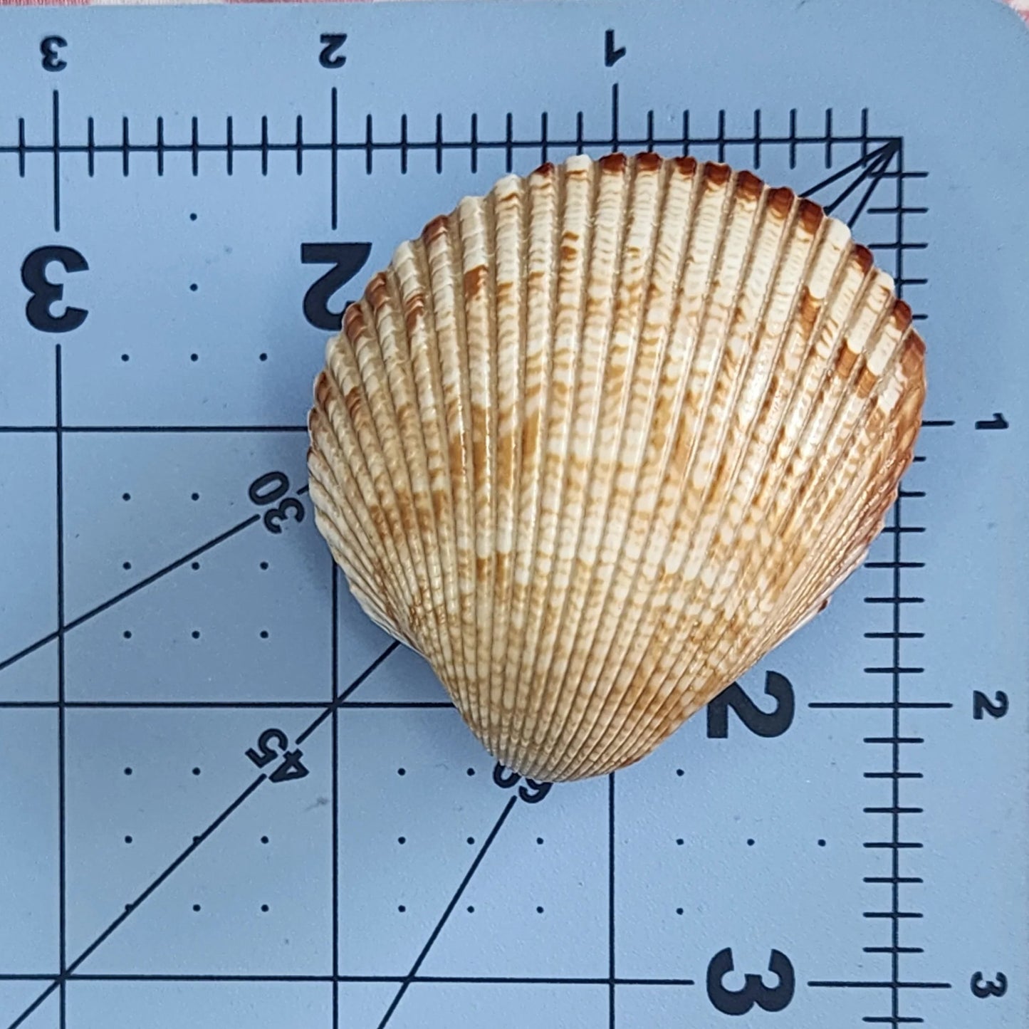 Coastal Cockle Seashell Cabinet Knobs - Beach House Drawer Pulls Hardware Set