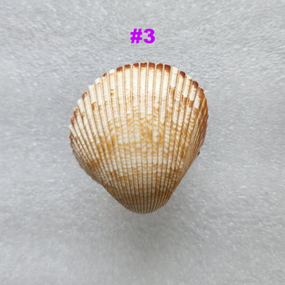 Coastal Cockle Seashell Cabinet Knobs - Beach House Drawer Pulls Hardware Set
