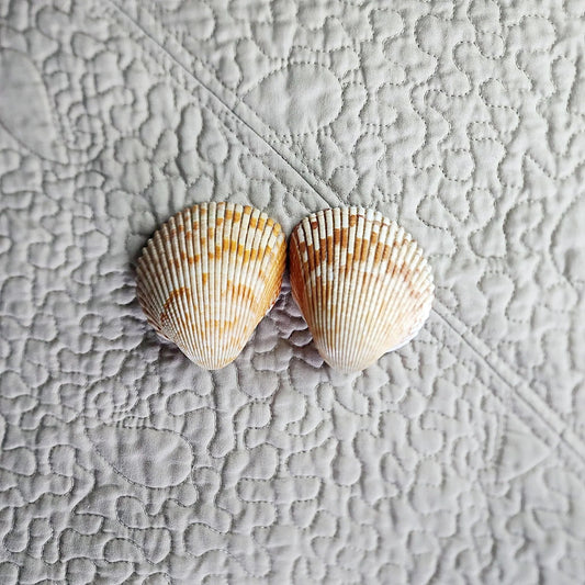 Cockle Shell Drawer Pulls Set of 2 - Beach House Cabinet Knobs with Black Metal - Coastal Hardware Pair