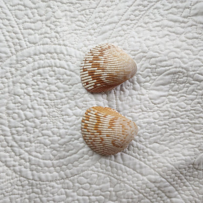 Cockle Shell Drawer Pulls Set of 2 - Beach House Cabinet Knobs with Black Metal - Coastal Hardware Pair