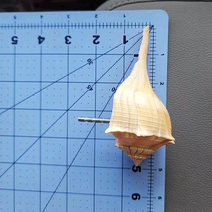 Natural Seashell Drawer Pull – Florida Lightning Whelk