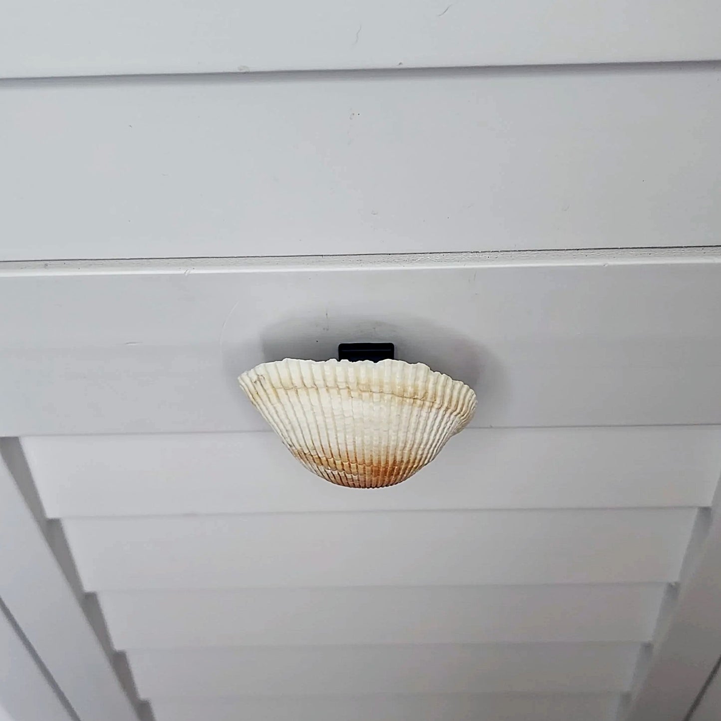 Coastal Cockle Seashell Cabinet Knobs - Beach House Drawer Pulls Hardware Set