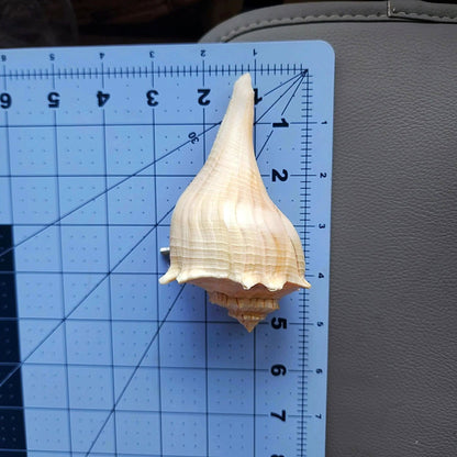 Natural Seashell Drawer Pull – Florida Lightning Whelk