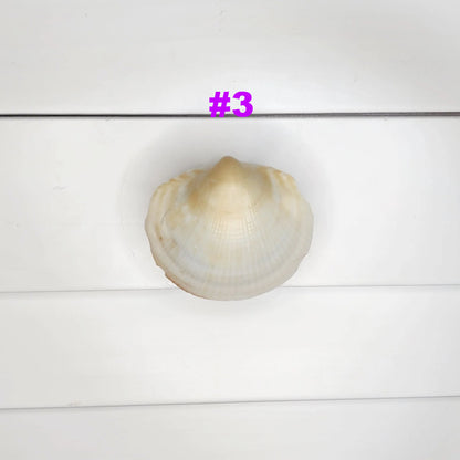 Clam Shell Cabinet Knobs & Drawer Pulls – Authentic Seashell Hardware for Beach, Coastal & Nautical Kitchens & Bathrooms