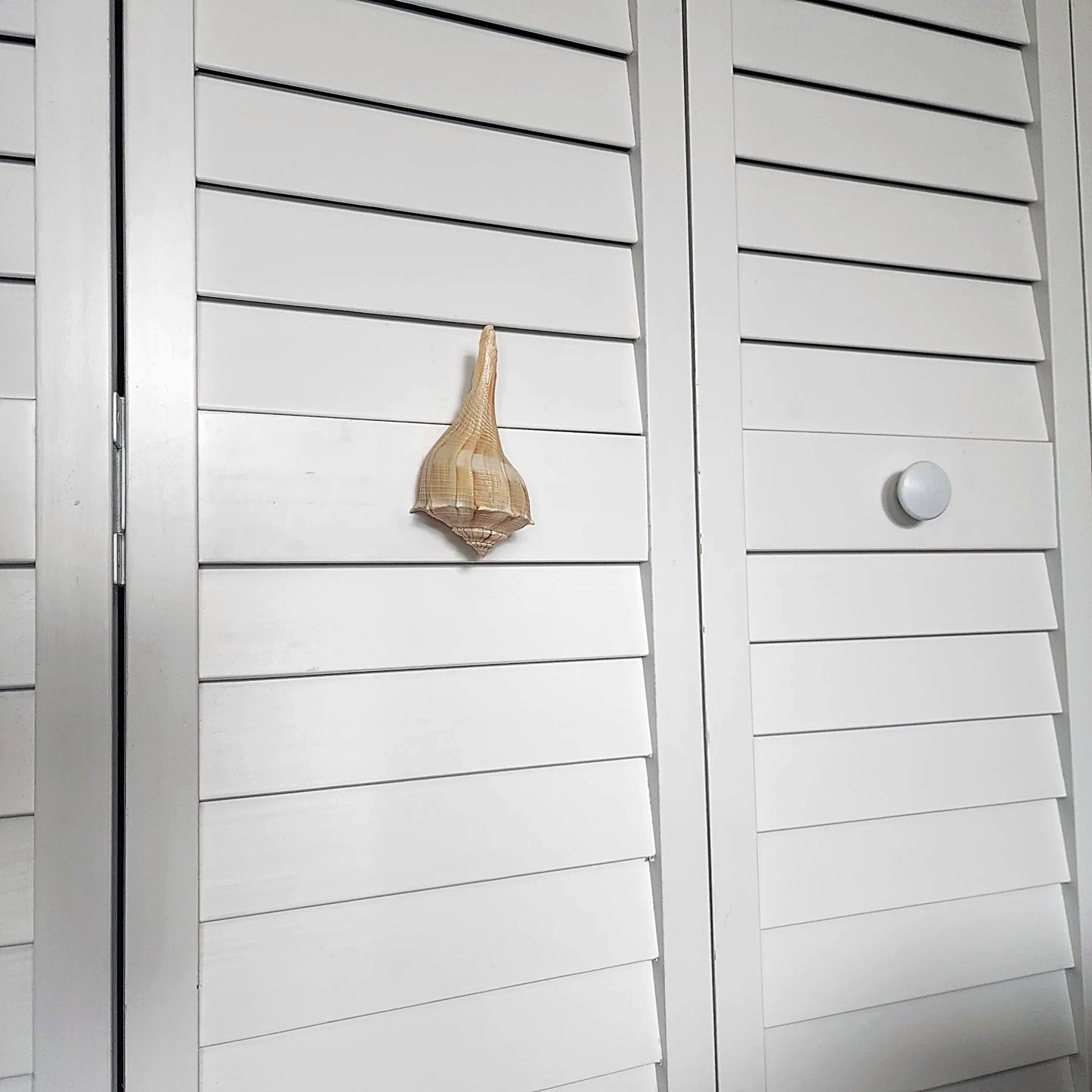 Natural Seashell Drawer Pull – Florida Lightning Whelk