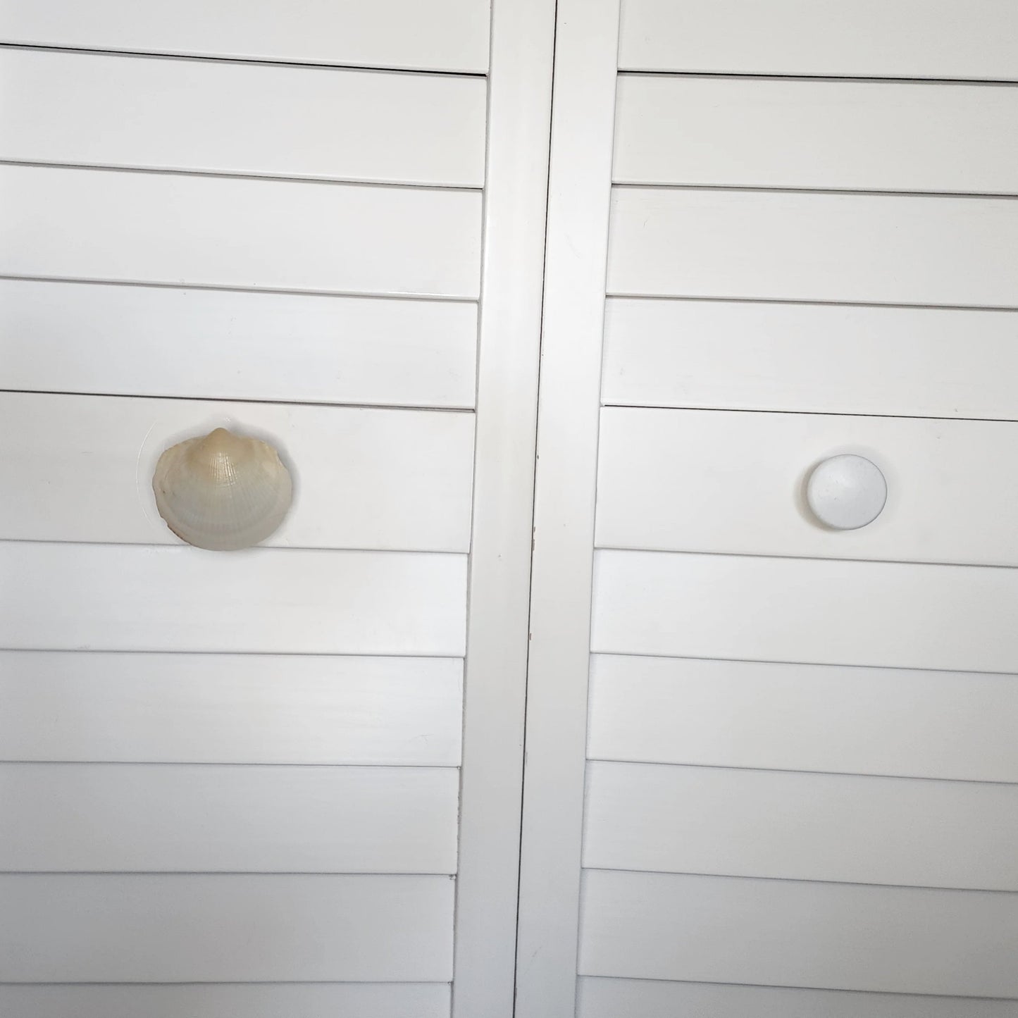 Clam Shell Cabinet Knobs & Drawer Pulls – Authentic Seashell Hardware for Beach, Coastal & Nautical Kitchens & Bathrooms