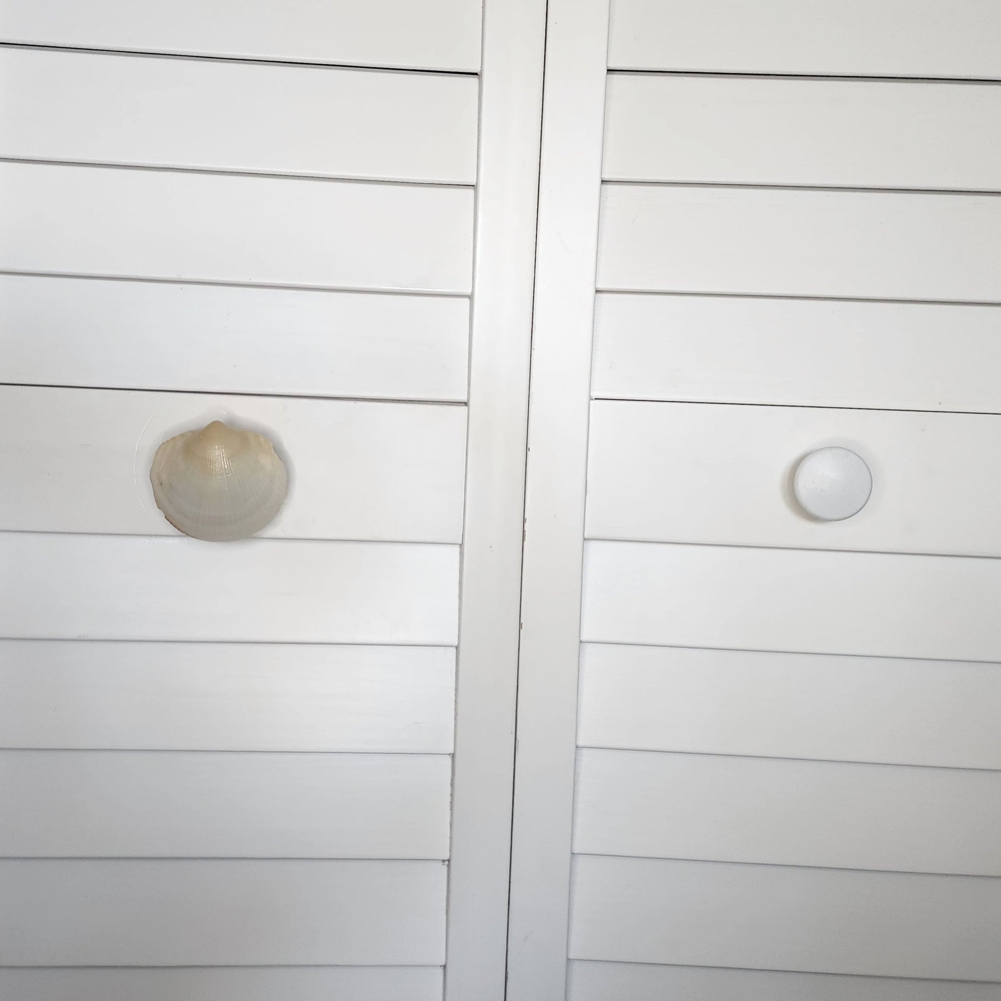 Clam Shell Cabinet Knobs & Drawer Pulls – Authentic Seashell Hardware for Beach, Coastal & Nautical Kitchens & Bathrooms