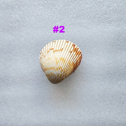 Coastal Cockle Seashell Cabinet Knobs - Beach House Drawer Pulls Hardware Set