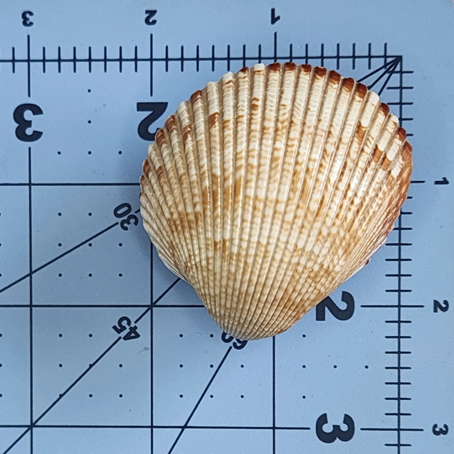 Coastal Cockle Seashell Cabinet Knobs - Beach House Drawer Pulls Hardware Set