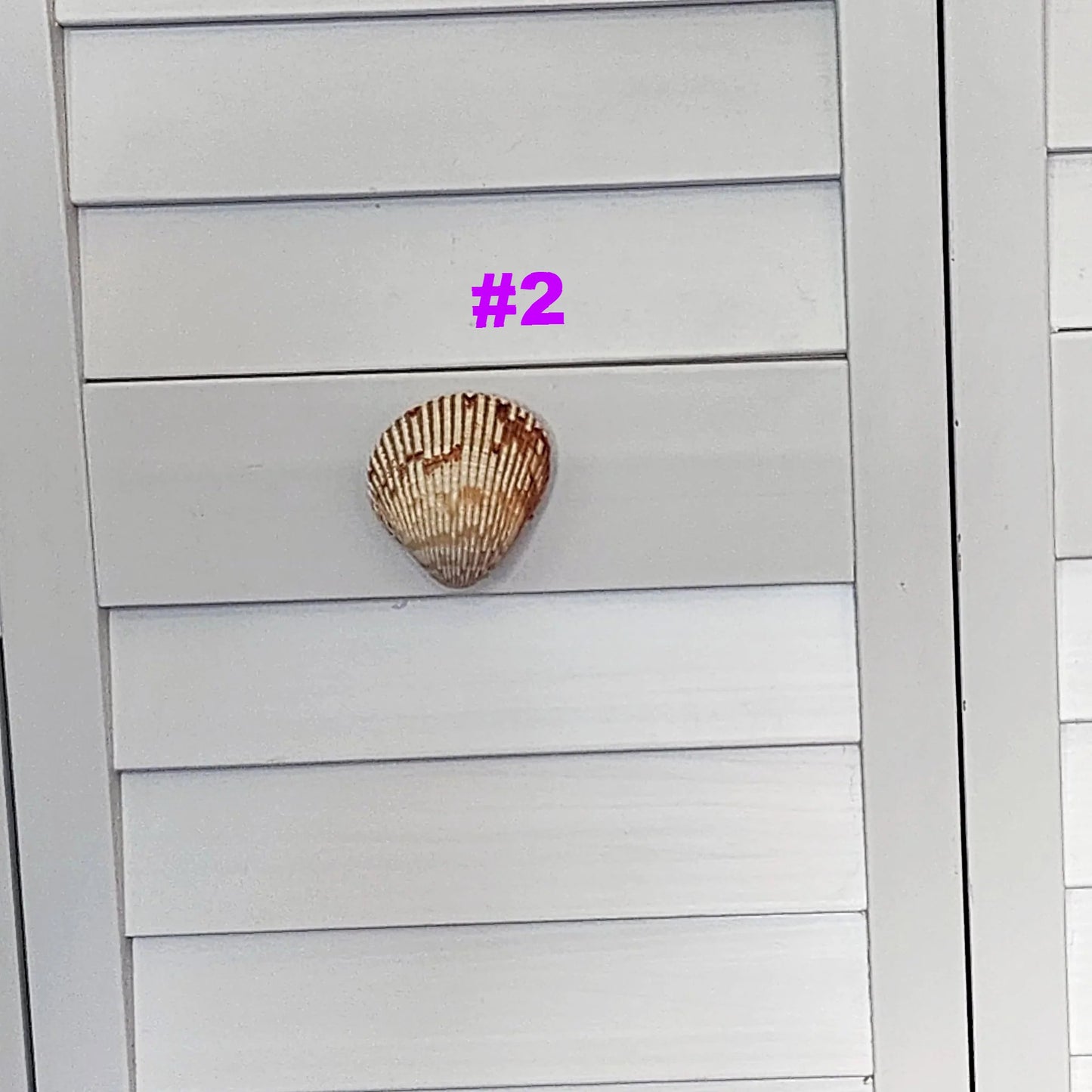 Coastal Cockle Seashell Cabinet Knobs - Beach House Drawer Pulls Hardware Set