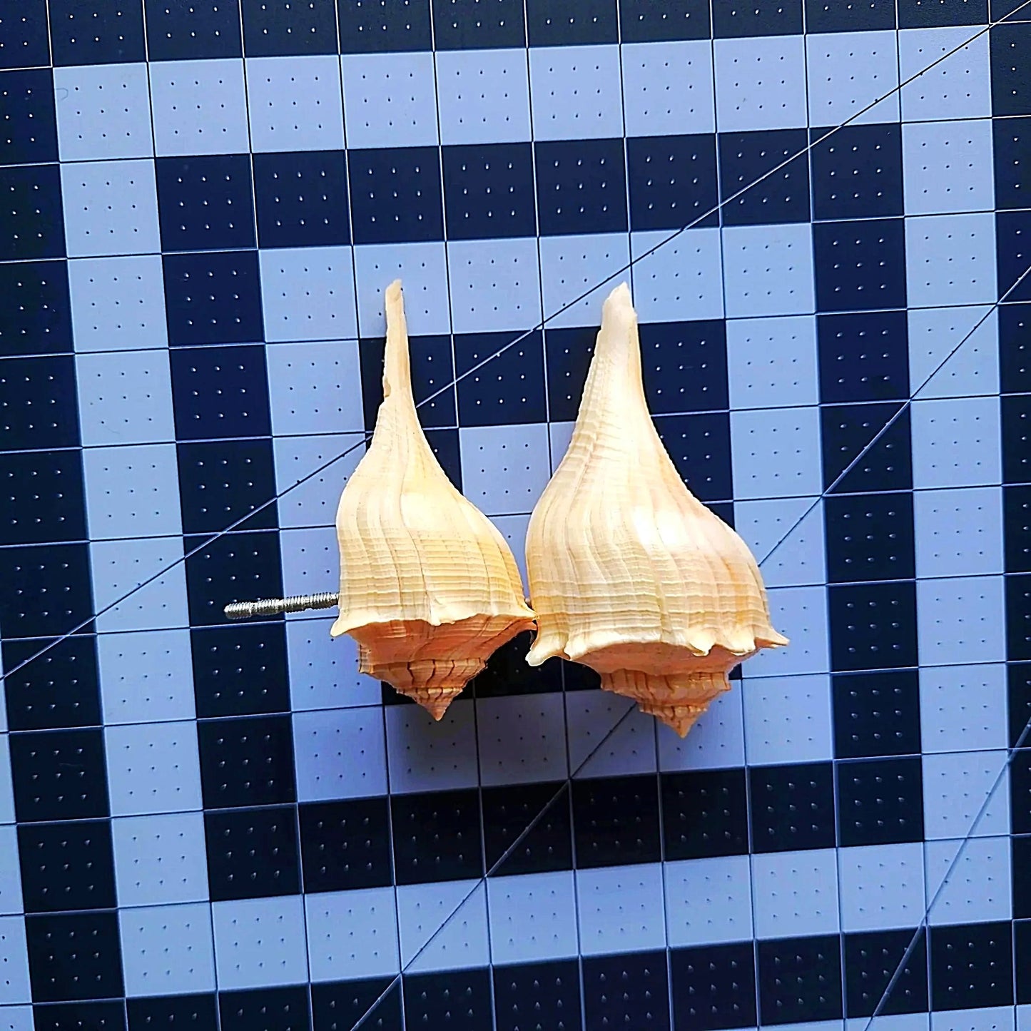 Natural Seashell Drawer Pull – Florida Lightning Whelk