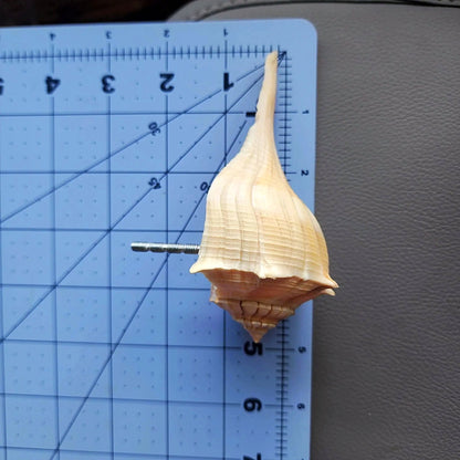 Natural Seashell Drawer Pull – Florida Lightning Whelk