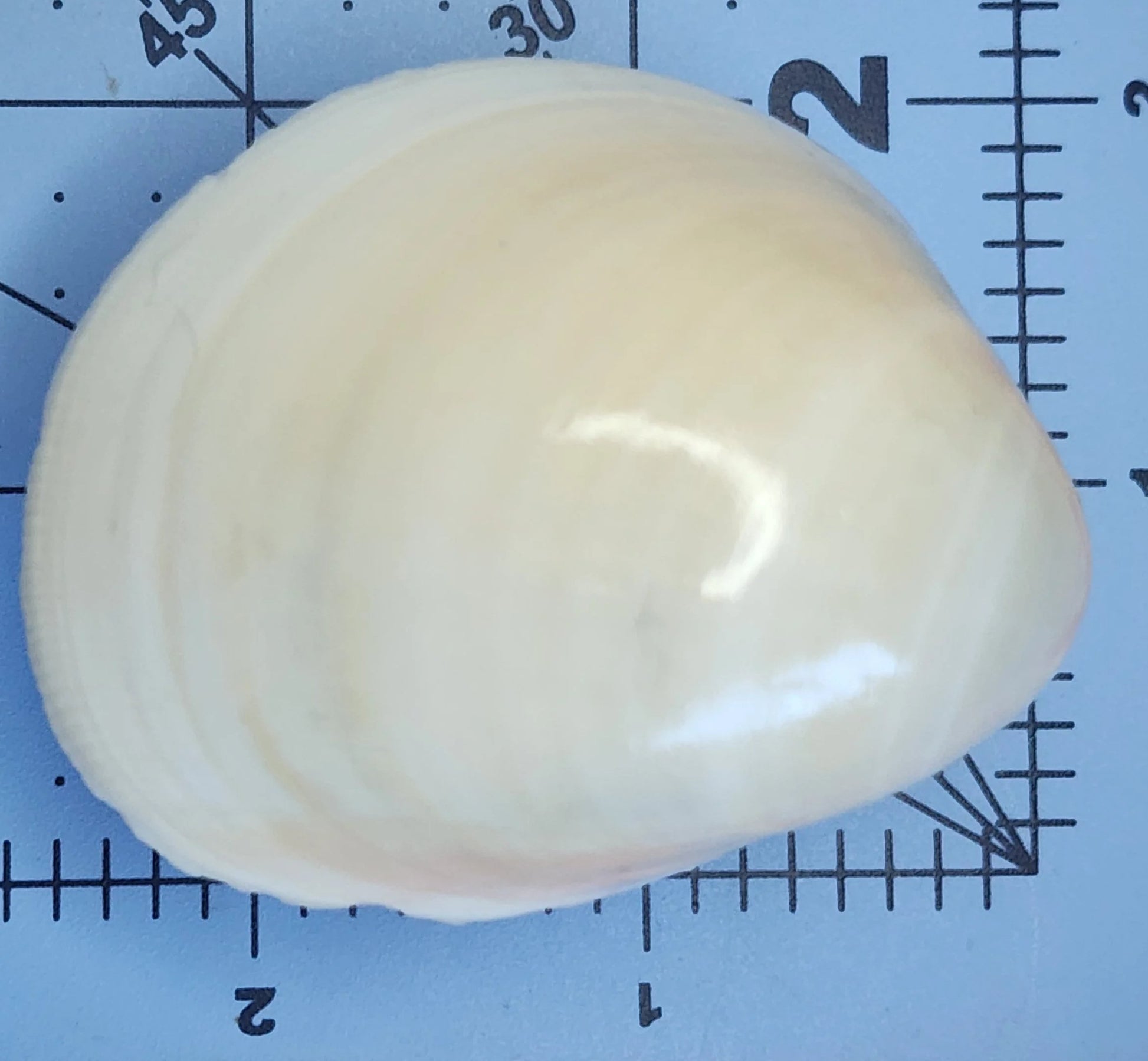 Clam Shell Cabinet Knobs & Drawer Pulls – Authentic Seashell Hardware for Beach, Coastal & Nautical Kitchens & Bathrooms
