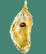 Elongated White-Brown Oyster Shell Pendant-Gold/Turquoise Shell Charm-gold/silver tone wire wrapped - South Florida Boho Boutique
